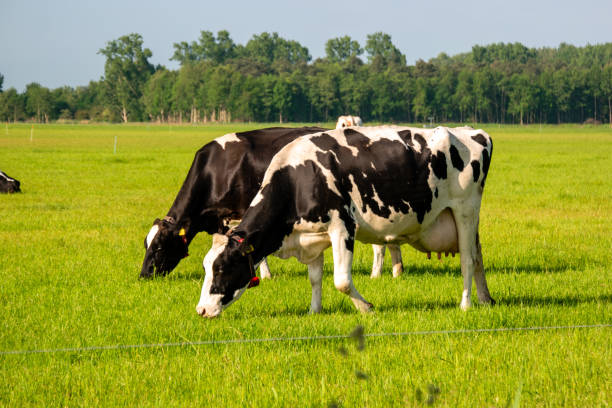 Dairy Loan
